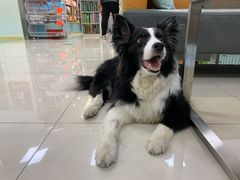 -北京观赏动物医院·24小时大型综合·猫专科·异宠专科