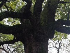 -吴山景区