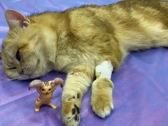 -安安宠医·安宠宠物医院