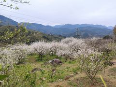 -广州市流溪河国家森林公园
