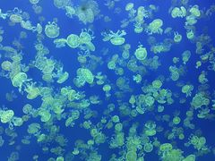 -江和美海洋公园