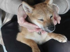 -柴犬高等学院·狗咖·柴犬售卖·宠物训练