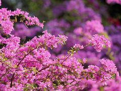 -深圳市中科院仙湖植物园