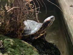 -陈有良尖椒鸡(江津总店)