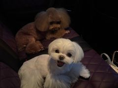 -读宠于你·约克夏比熊·睫角守宫·爬宠售卖(高新店)