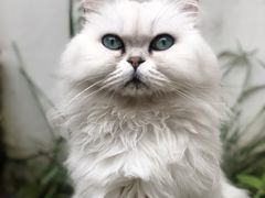 -喵屿·大理花园猫咖