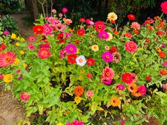 -上海长兴岛郊野公园