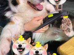 -奶牛家宠物酒店(嘉宏云顶店)