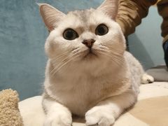 -滚猫咖啡·猫咖·猫友好撸猫(未来城店)