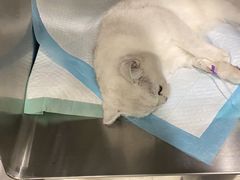 -艾吉宠物医院·疑难杂症转诊中心·猫友好(碧江路院)