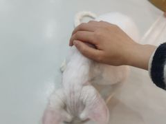 -糯米喵星人·撸猫猫舍咖啡馆(西市场嘉华店)