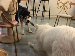 -柴犬小屋·柴餐厅·狗咖食堂(金鼎广场店)