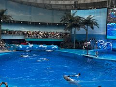 -海合安成都极地海洋公园