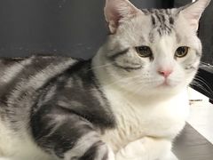 -Goku PET SHOP宠物视觉生活馆(双井店)