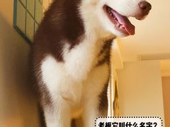 -Husky Go! 哈士奇体验馆·宠物咖啡厅狗咖
