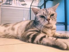 -平行世界·猫咖(首经贸店)