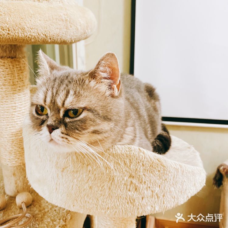上海探店｜可以撸缅因猫的网红猫咖☕️