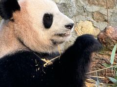 -都江堰中华大熊猫苑