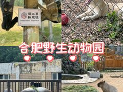 -合肥野生动物园