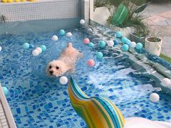 -BABYDOG宝贝狗宠物乐园(欧洲城店)
