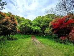 -东平国家森林公园