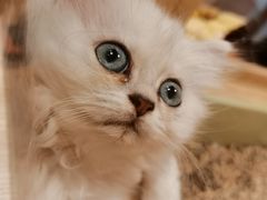 -屋虎猫馆(宝安大仟里店)