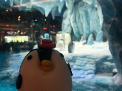 -帝企鹅自助餐厅•儿童岛•真企鹅(长隆企鹅酒店)