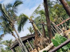 -海南热带野生动植物园