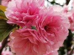 -天适樱花悠乐园