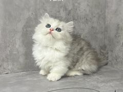 -小猫来了·猫舍(红山六九七九店)