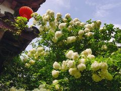 -惠山古镇·寄畅园