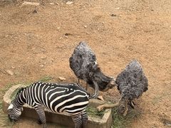 -昆明动物园