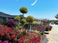 -龙大花卉苗木市场