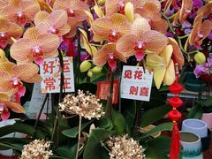 -溪岸路花鸟市场