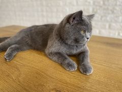 -平行世界·猫咖(首经贸店)