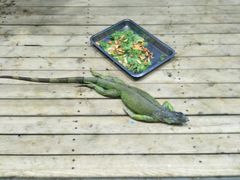 -石家庄市动物园