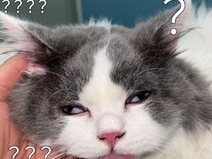-伟伟宠物医院·瑞派猫友好医院·猫科(光谷店)