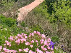 -木兰云雾山