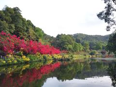 -深圳仙湖植物园
