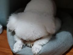 -安安宠物医院(情缘分院)