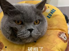 -佑安动物医院·全科·内窥镜中心(幸福巷店)