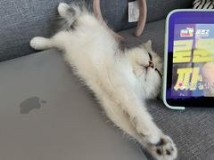 -欣宠猫屋·矮脚拿破仑·蓝金金渐层