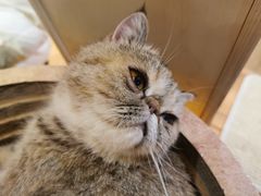 -滚猫咖啡·猫咖·猫友好撸猫(未来城店)