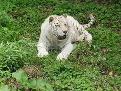 -哈尔滨北方森林动物园