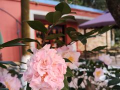 -广西壮族自治区药用植物园