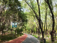 -大兴滨河森林公园