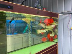 -金科花卉市场