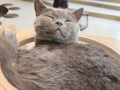 -飞行喵MR PILOT|猫舍·猫咖(静安大融城店)