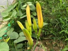 -岣嵝峰国家森林公园