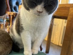 -猫小院猫主题餐厅(南锣旗舰店)